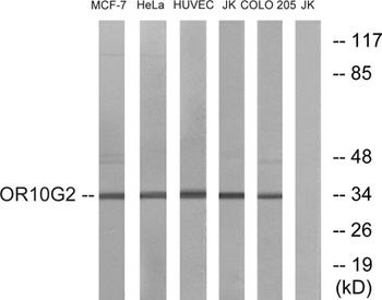 Olfactory receptor 10G2 antibody