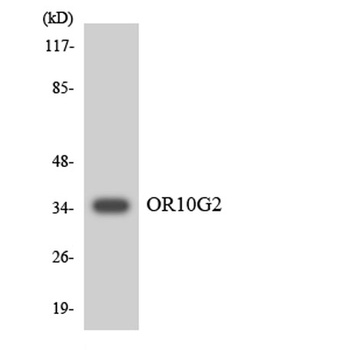 Olfactory receptor 10G2 rabbit pAb