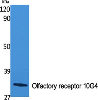 Olfactory receptor 10G4 rabbit pAb