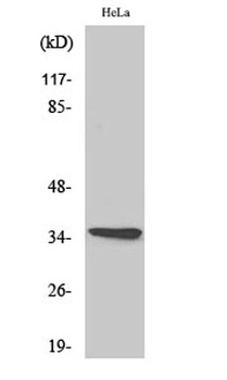 Olfactory receptor 10G4 rabbit pAb