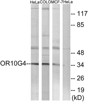 Olfactory receptor 10G4 rabbit pAb