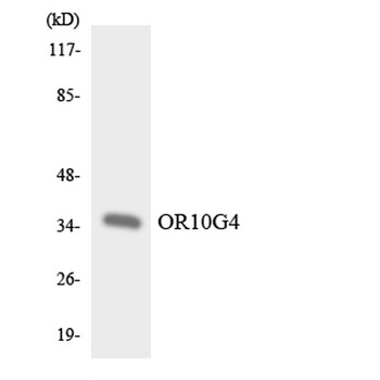 Olfactory receptor 10G4 antibody