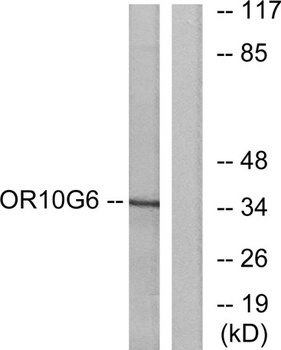 Olfactory receptor 10G6 antibody