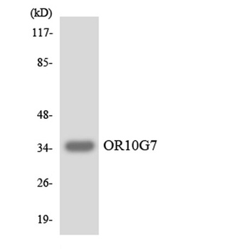 Olfactory receptor 10G7 antibody