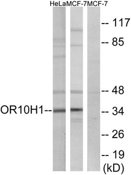 Olfactory receptor 10H1 antibody