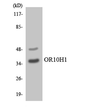Olfactory receptor 10H1 antibody