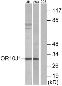Olfactory receptor 10J1 rabbit pAb
