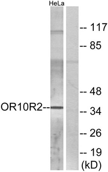 Olfactory receptor 10R2 antibody