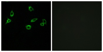 Olfactory receptor 10S1 rabbit pAb