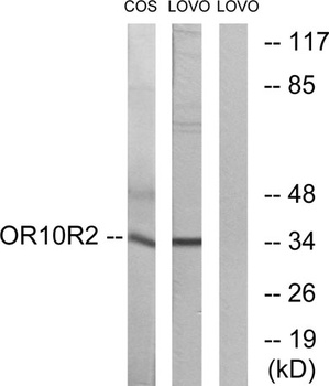 Olfactory receptor 10S1 antibody