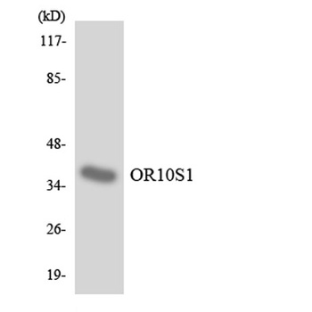 Olfactory receptor 10S1 antibody