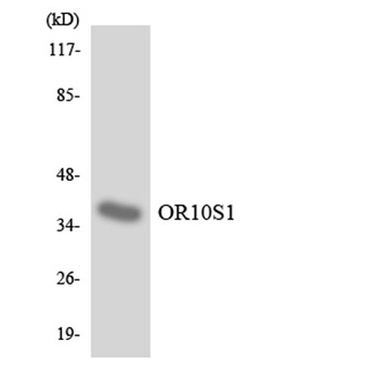 Olfactory receptor 10S1 rabbit pAb