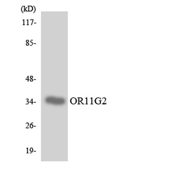 Olfactory receptor 11G2 antibody