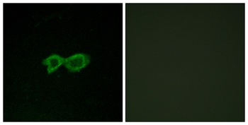 Olfactory receptor 13C4 rabbit pAb