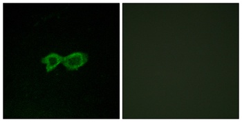 Olfactory receptor 13C4 antibody