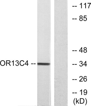 Olfactory receptor 13C4 rabbit pAb