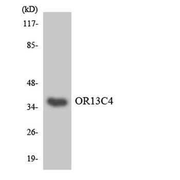 Olfactory receptor 13C4 rabbit pAb