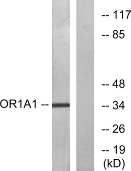 Olfactory receptor 1A1 rabbit pAb