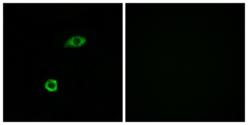 Olfactory receptor 1B1 rabbit pAb