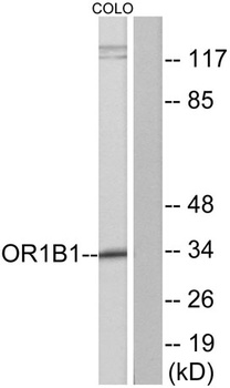 Olfactory receptor 1B1 rabbit pAb