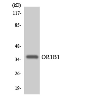 Olfactory receptor 1B1 antibody