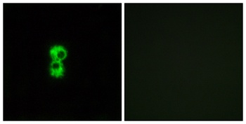 Olfactory receptor 1D4/1D5 rabbit pAb