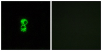 Olfactory receptor 1D4/1D5 antibody