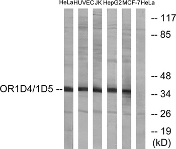 Olfactory receptor 1D4/1D5 rabbit pAb