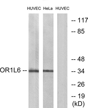 Olfactory receptor 1L6 rabbit pAb