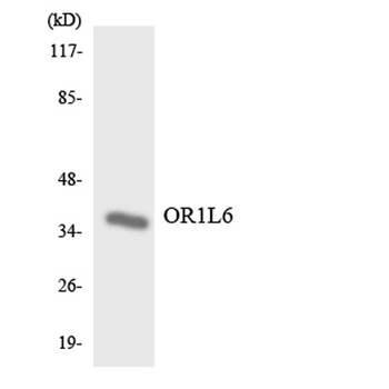 Olfactory receptor 1L6 antibody