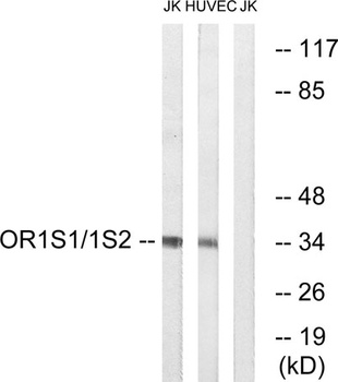 Olfactory receptor 1S1/2 rabbit pAb