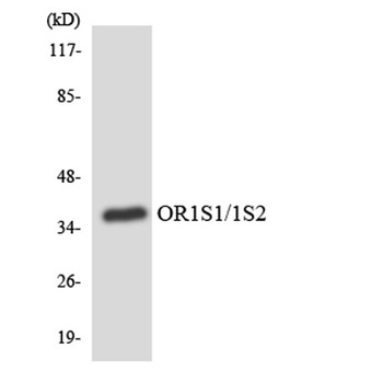 Olfactory receptor 1S1/2 rabbit pAb