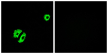 Olfactory receptor 2A25 rabbit pAb