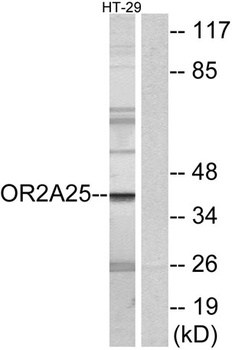 Olfactory receptor 2A25 antibody