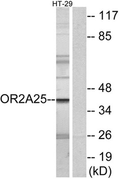 Olfactory receptor 2A25 rabbit pAb