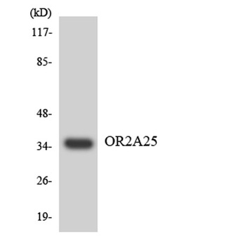 Olfactory receptor 2A25 rabbit pAb