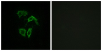 Olfactory receptor 2A4/7 rabbit pAb