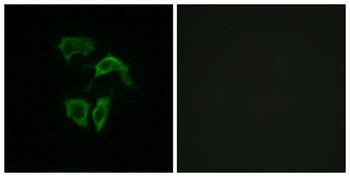 Olfactory receptor 2A4/7 antibody