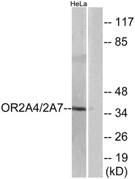 Olfactory receptor 2A4/7 rabbit pAb