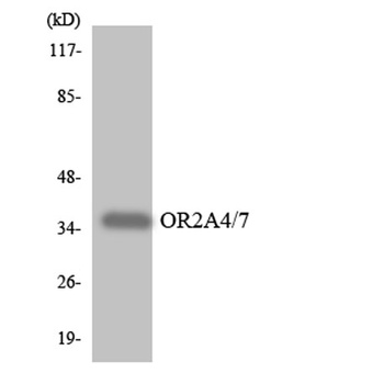 Olfactory receptor 2A4/7 rabbit pAb