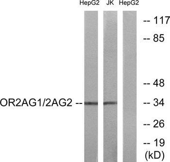 Olfactory receptor 2AG1/2 antibody