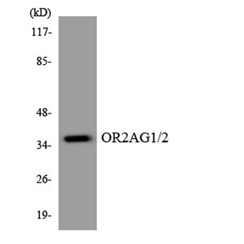 Olfactory receptor 2AG1/2 antibody