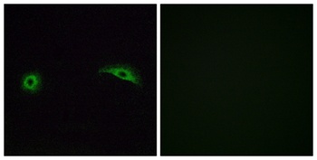 Olfactory receptor 2J2 rabbit pAb