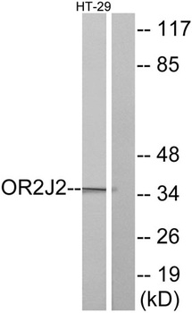 Olfactory receptor 2J2 rabbit pAb