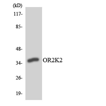 Olfactory receptor 2K2 rabbit pAb