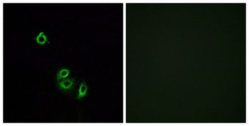 Olfactory receptor 2L5 antibody