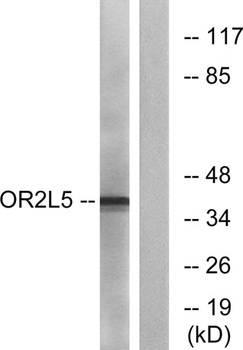 Olfactory receptor 2L5 rabbit pAb