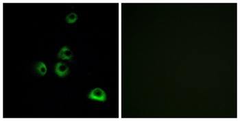 Olfactory receptor 2M7 rabbit pAb