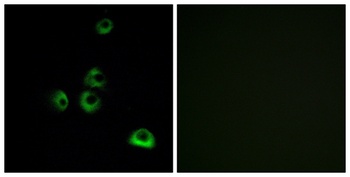 Olfactory receptor 2M7 antibody