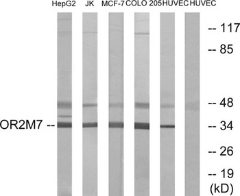 Olfactory receptor 2M7 antibody